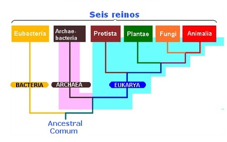 Cladograma com a divisão dos 6 reinos, aproximando-se nos 3 domínios e unindo-se a um ancestral comum