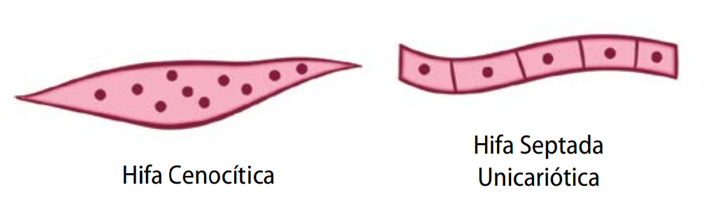 Esquema com os dois tipos de ciclos de reprodução das algas