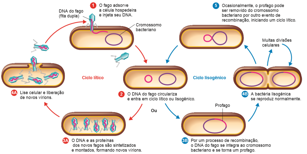 Ciclo de reprodução viral