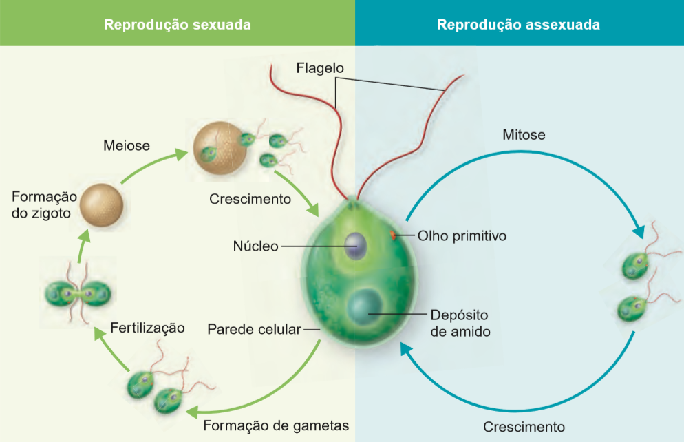 Esquema com os dois tipos de ciclos de reprodução das algas