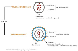 Diferença entre um vírus envelopado e não envelopado